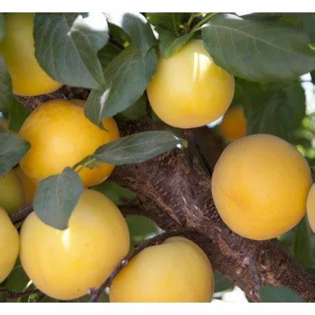 Susino Shiro (Goccia d'Oro) - Prunus Domestica - Albero - Vaso 24 - C 10/12